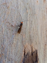 Callibracon capitator