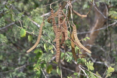 Vachellia leucophloea