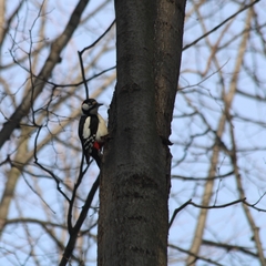 Dendrocopos major