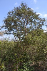 Vachellia leucophloea