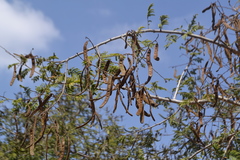 Vachellia leucophloea