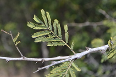 Vachellia leucophloea