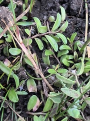 Lobelia irrigua