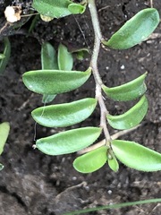 Lobelia irrigua
