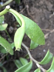 Lobelia irrigua