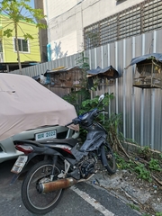 Streptopelia chinensis tigrina