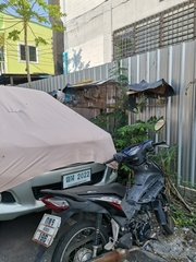 Streptopelia chinensis tigrina