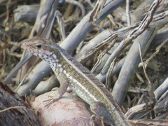 Leiocephalus personatus