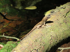 Anolis hispaniolae