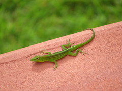 Anolis callainus