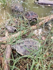 Malayemys macrocephala