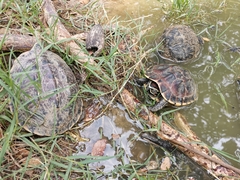 Malayemys macrocephala