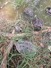 Malayemys macrocephala