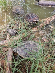 Malayemys macrocephala