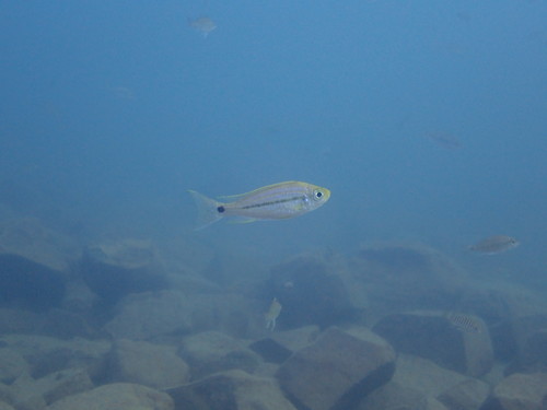 Haplotaxodon microlepis