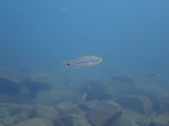 Haplotaxodon microlepis