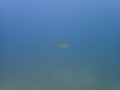 Boulengerochromis microlepis