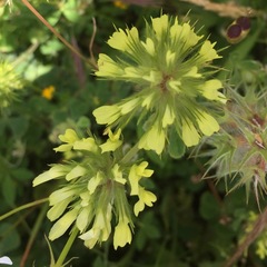 Trifolium xanthinum
