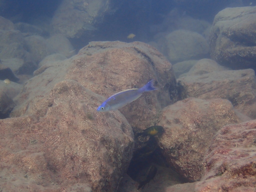 Slender cichlid (Cyprichromis leptosoma) — Cichlidae