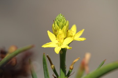 Bulbine crassa