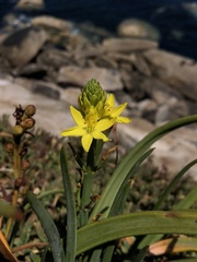 Bulbine crassa