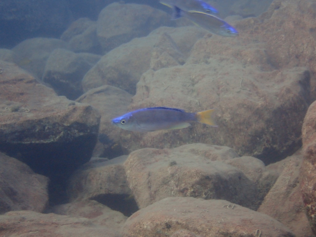Slender cichlid (Cyprichromis leptosoma) — Cichlidae