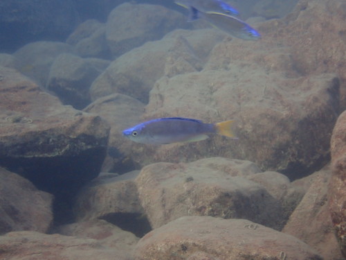 Sardinecichlide (Cyprichromis leptosoma) — Cichlidae