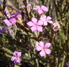 Acmadenia laxa