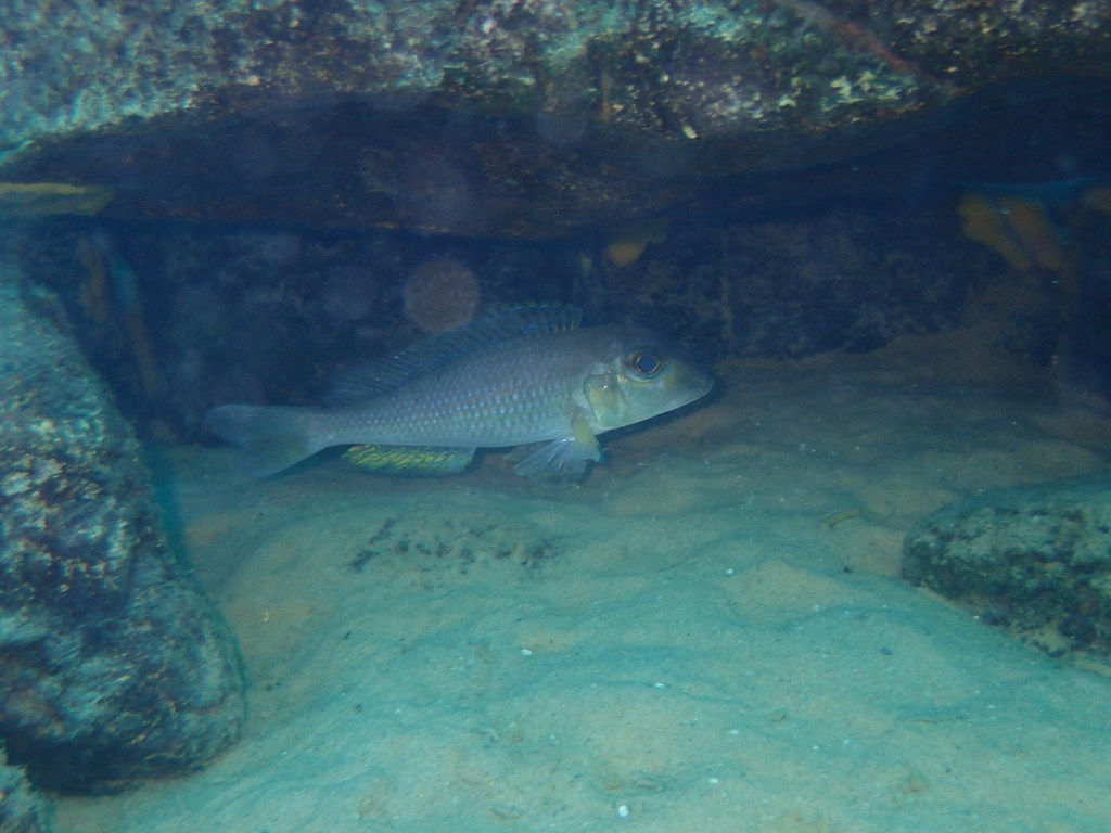Boulenger's xenotilapia (Xenotilapia boulengeri) — Cichlidae