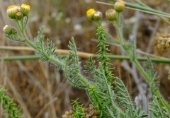 Nidorella pinnatifida