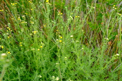 Nidorella pinnatifida