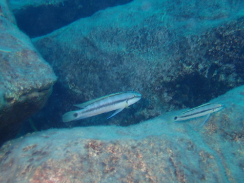 Gestreepte rotscichlide (Telmatochromis vittatus) — Cichlidae