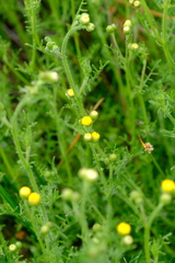 Nidorella pinnatifida