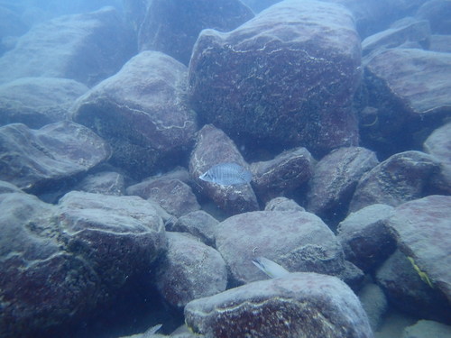 Altolamprologus calvus