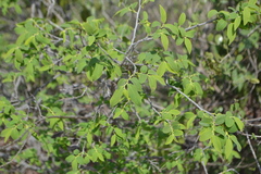 Diospyros montana