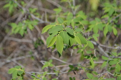 Diospyros montana