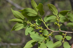 Diospyros montana