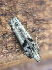 Aristotelia paradesma