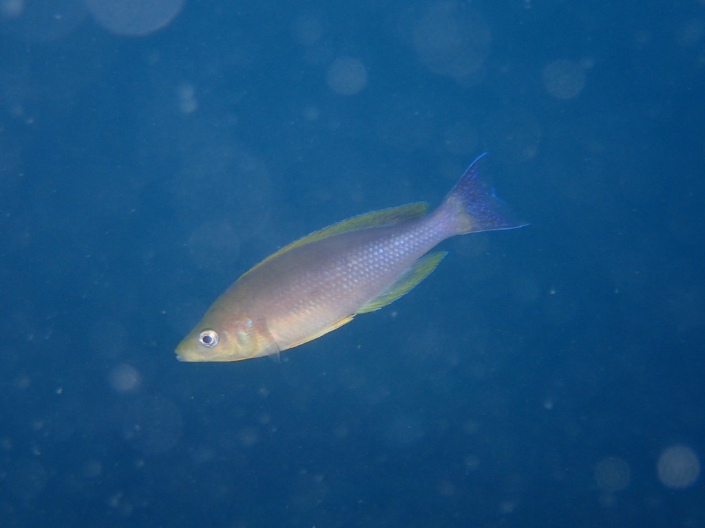Cyprichromis (Cyprichromis coloratus) — Cichlidae