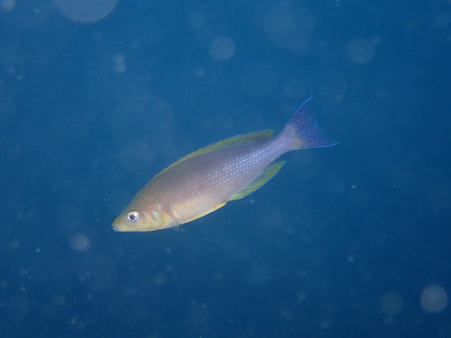Cyprichromis coloratus