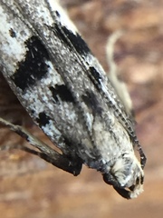 Aristotelia paradesma