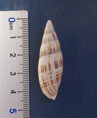 Nebularia inquinata