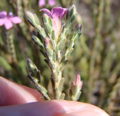 Acmadenia laxa
