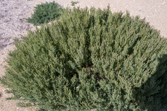 Suaeda australis