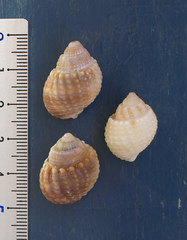Nassarius conoidalis