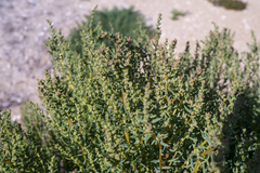 Suaeda australis