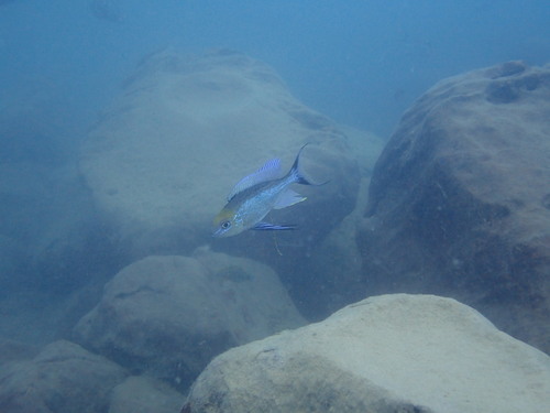 Cyathopharynx furcifer