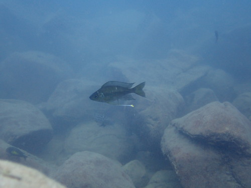 Ophthalmotilapia nasuta