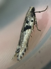 Aristotelia paradesma
