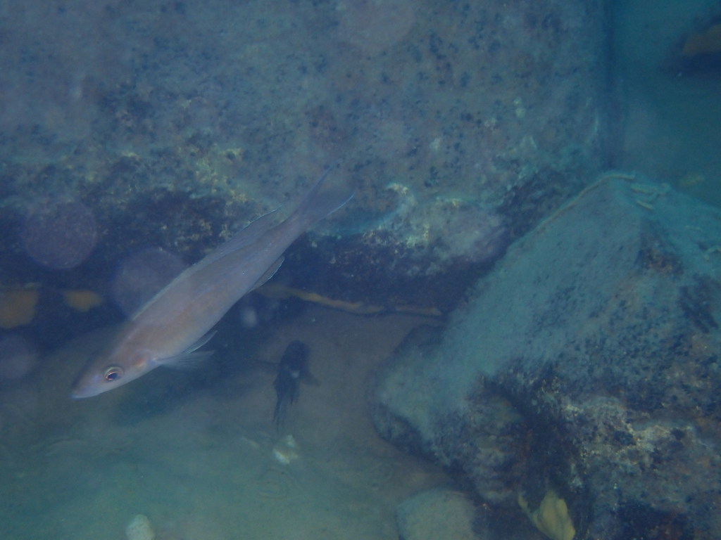 Brien's sardine cichlid (Paracyprichromis brieni) — Cichlidae